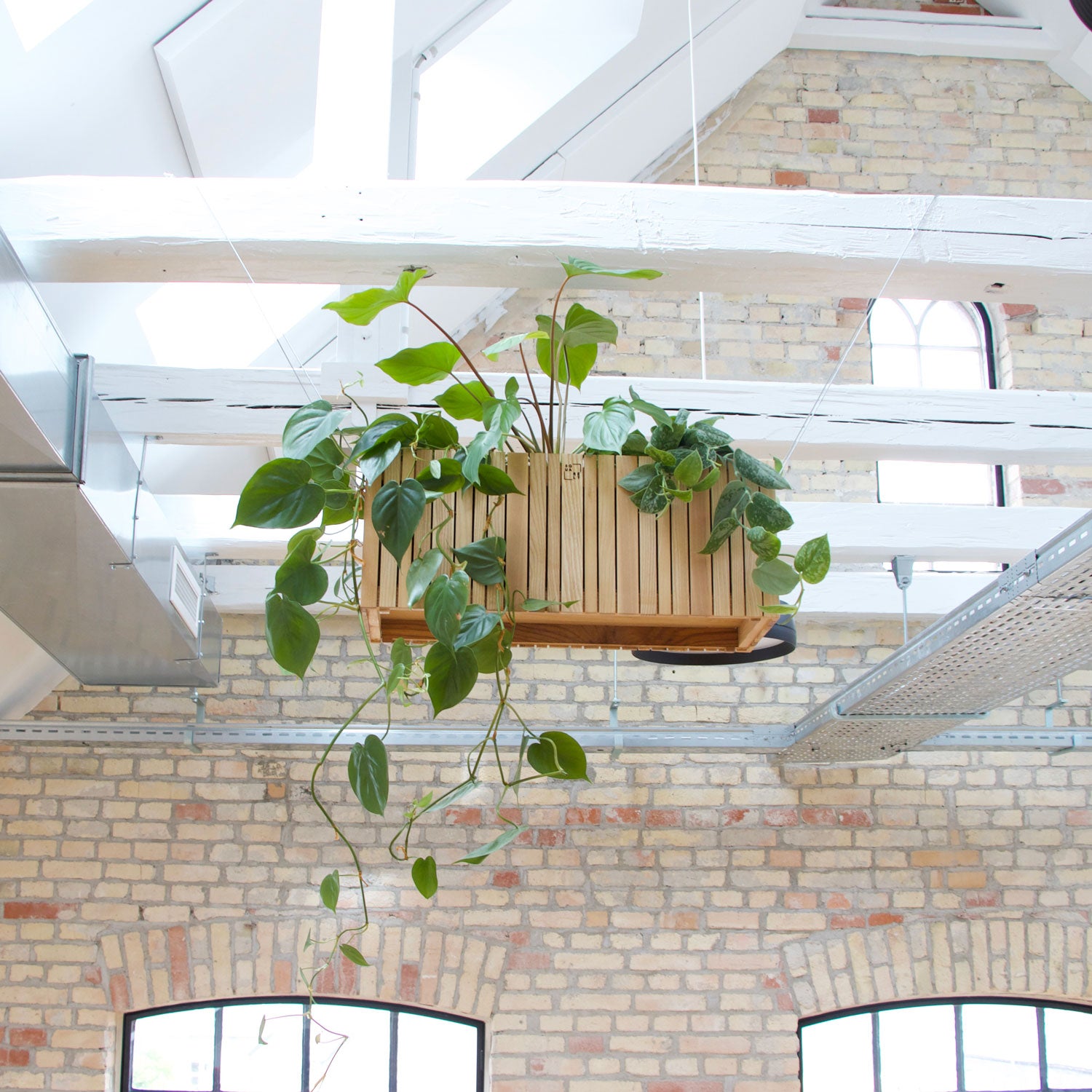 The 10 Best Indoor Hanging Plants (Turn Your Home Into a Jungle)  SQUARELY