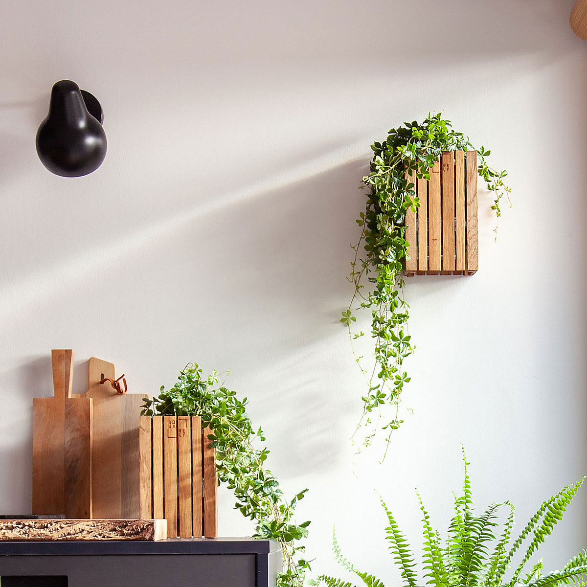 Plant wall art online