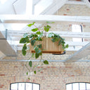 The 10 Best Indoor Hanging Plants to Turn Your Home Into a Jungle