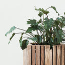 7 + 7 Reasons Your Plants are Dying (& How You can Save Them)