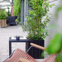 GrowMORE with GrowTABLE Black Ash