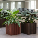 Pine Small Cubic
