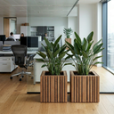 GrowBIG Dark Oak Pro