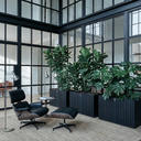 GrowLARGE Black Ash Pro