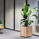 GrowBIG Natural Ash