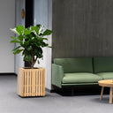 GrowBIG Natural Ash Pro