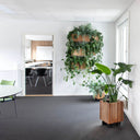 GrowMORE and BaseMORE black ash