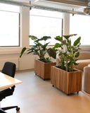 GrowLARGE Dark Oak Pro