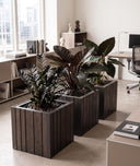 Pine Large Cubic
