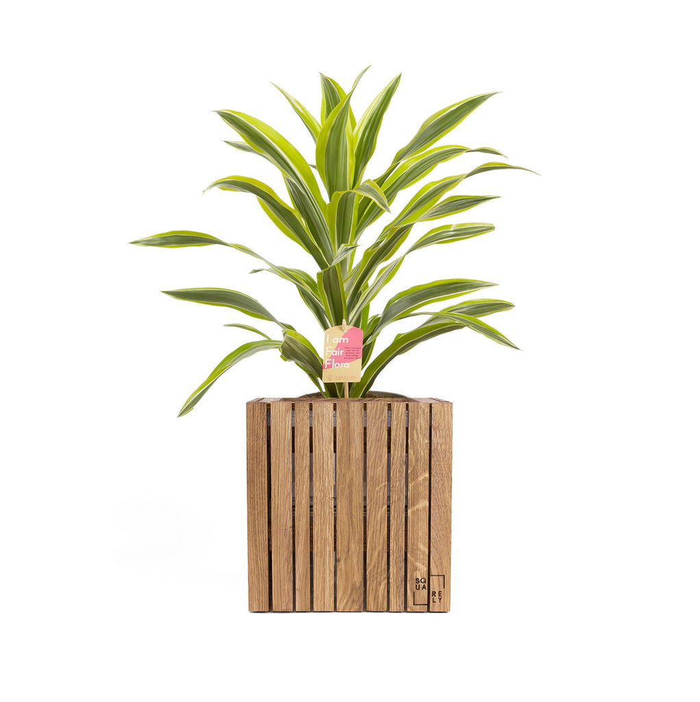 Plant set = 1xGrowON + 1 plant - Squarely