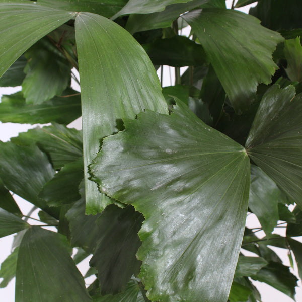 Caryota mitis 'Fishtail Palm'