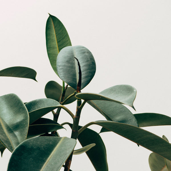 Ficus Elastica Robusta 'The Rubber Plant'