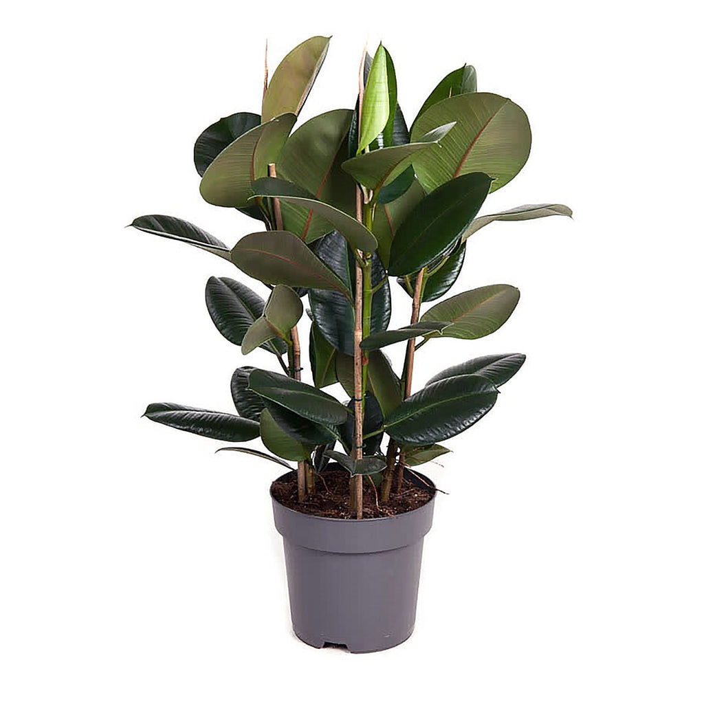 Ficus Elastica Robusta 'The Rubber Plant'