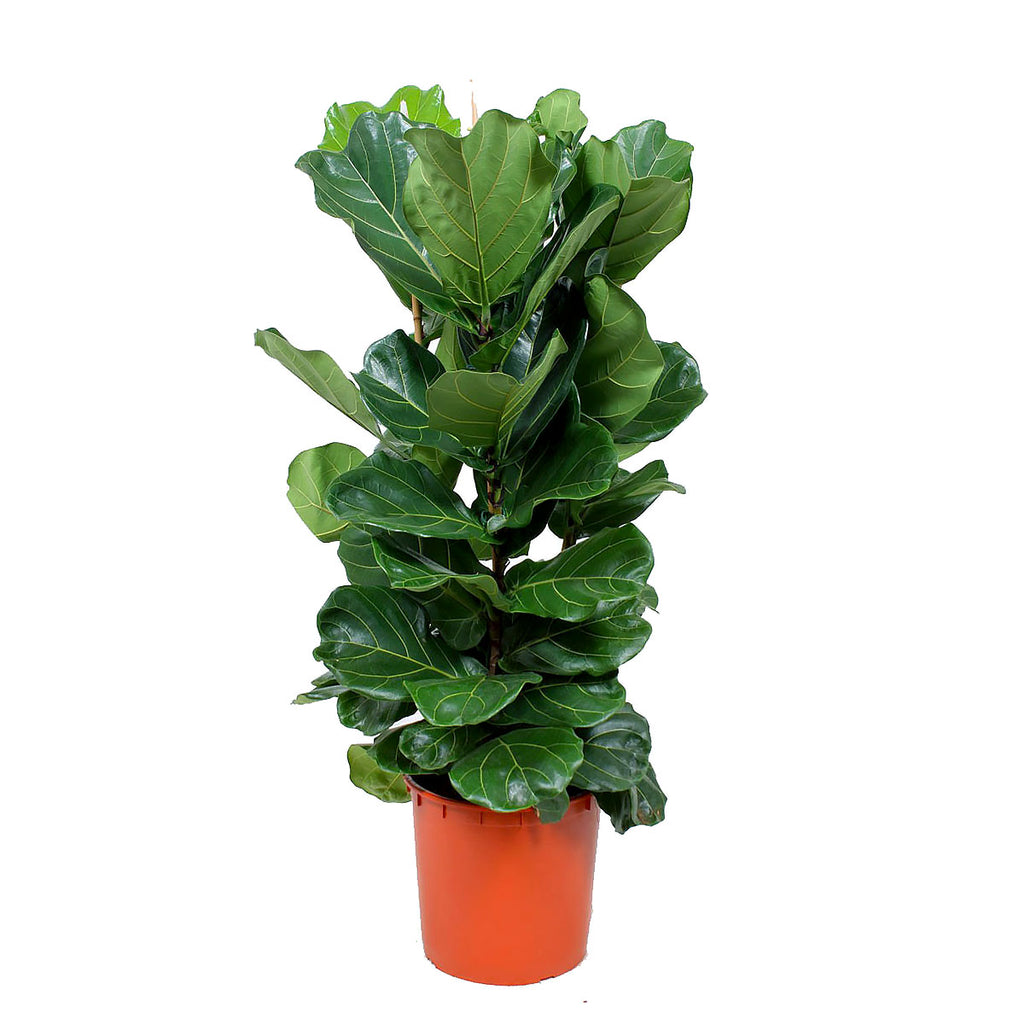 Ficus Lyrata 'Geigenfeige' - 150 cm