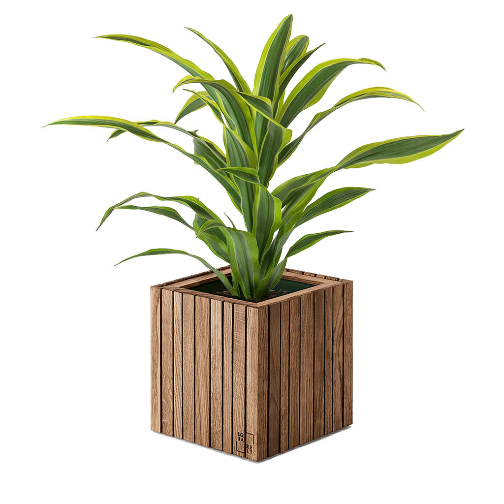 Pflanzenset: GrowON Dunkle Eiche