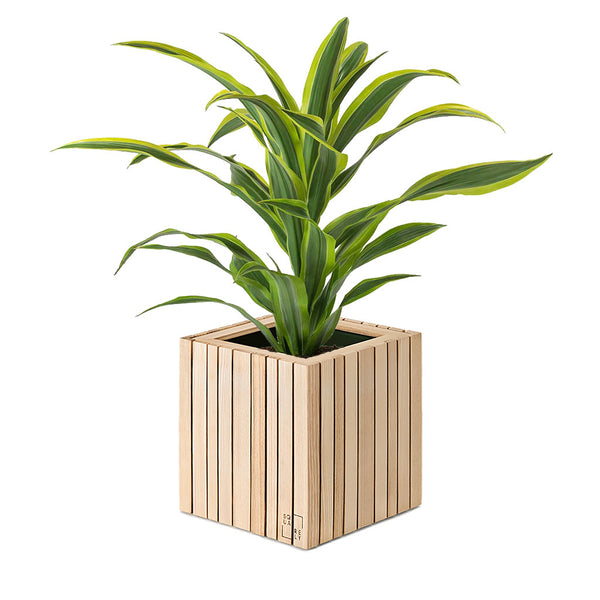Plantesæt: GrowON Naturlig Ask