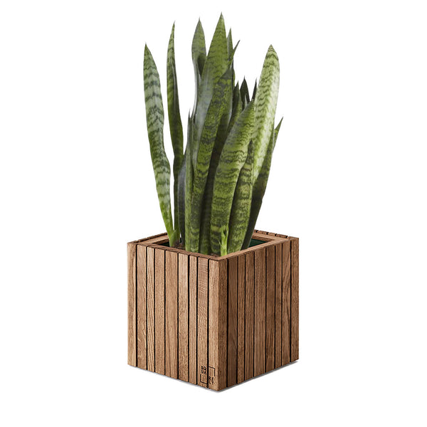 Plantesæt: GrowON Mørk Eg