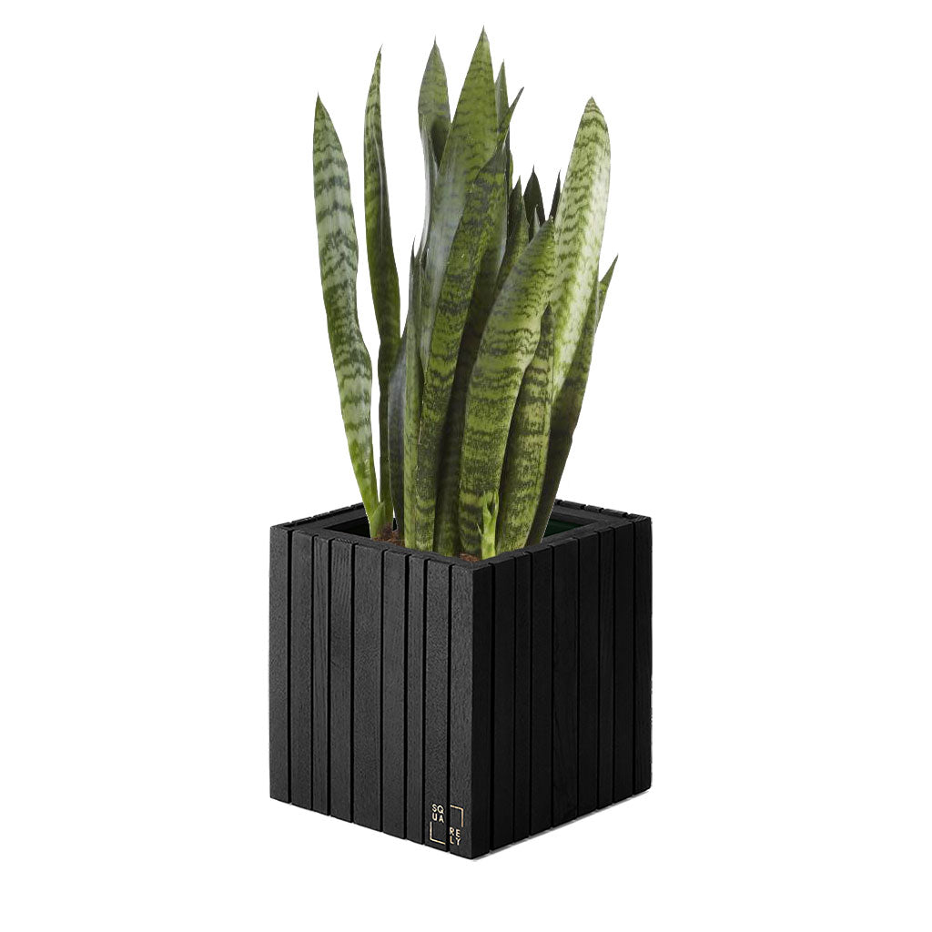 Plant Set: GrowON Dark Oak