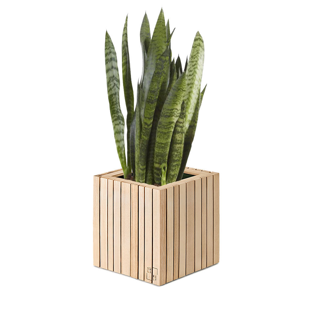 Plant Set: GrowON Natural Ash