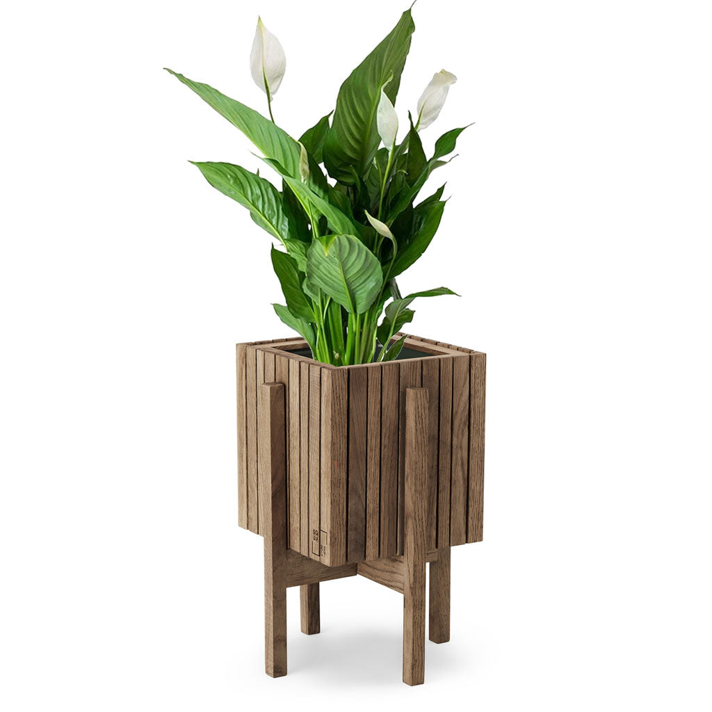 Plant Set: GrowON + StandON Dark Oak