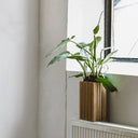 GrowSMALL Mørk Eg