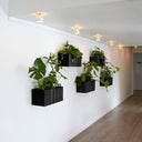 GrowWIDE Wall Sort Ask
