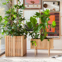 GrowWIDE Esche Natur + StandWIDE