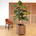 GrowBIG Dunkle Eiche