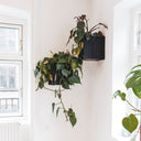 GrowON Wall Schwarze Esche