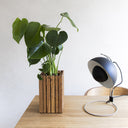 GrowSMALL Mørk Eg