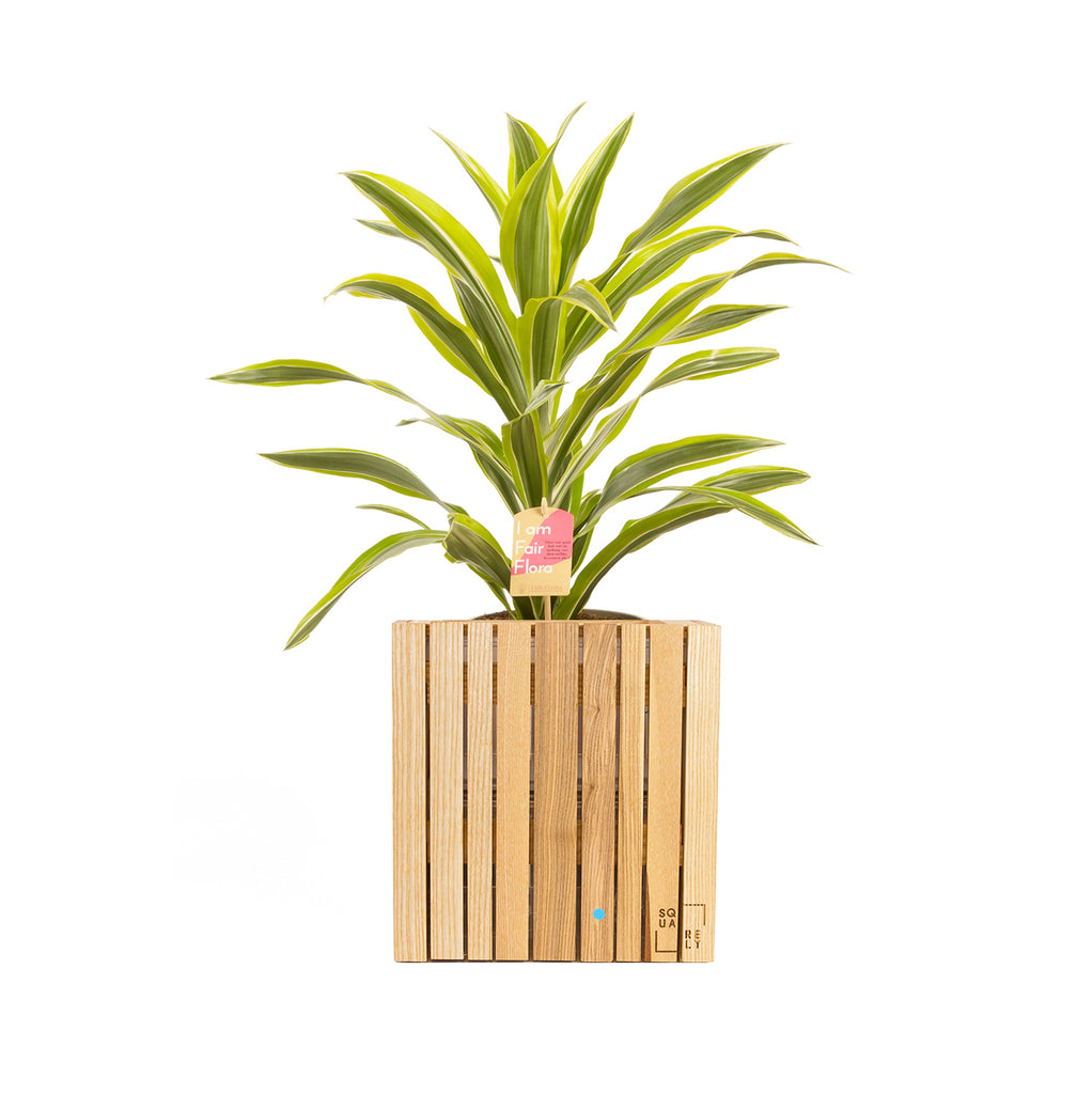 Plant&Product set: 1xGrowON Natural Ash + 1 plant - Squarely