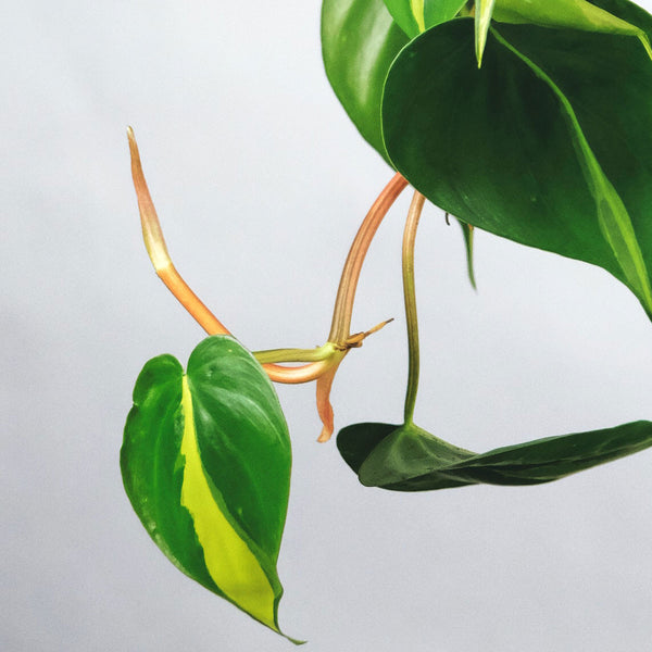 Philodendron Scandens Brasil 'Sweetheart Plant'