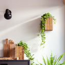 GrowSMALL Esche Natur