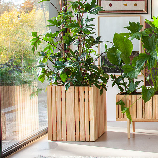 GrowBIG Esche Natur