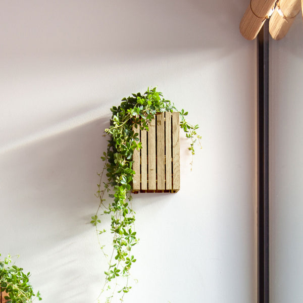 GrowSMALL Wall Esche Natur