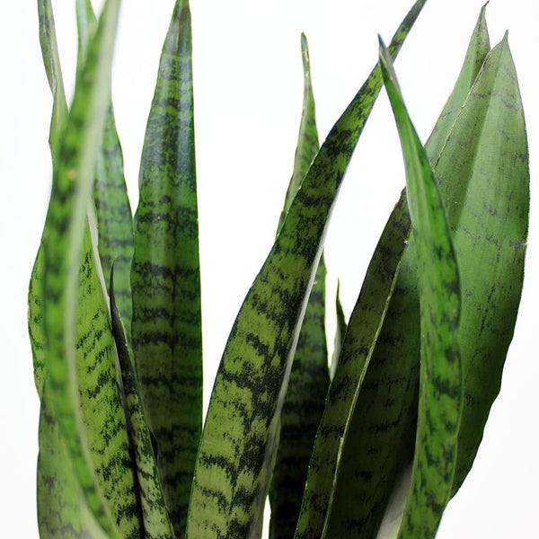 Sansevieria Zeylanica 'Snake Plant' - 80 cm