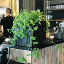 GrowON Black Ash - Squarely