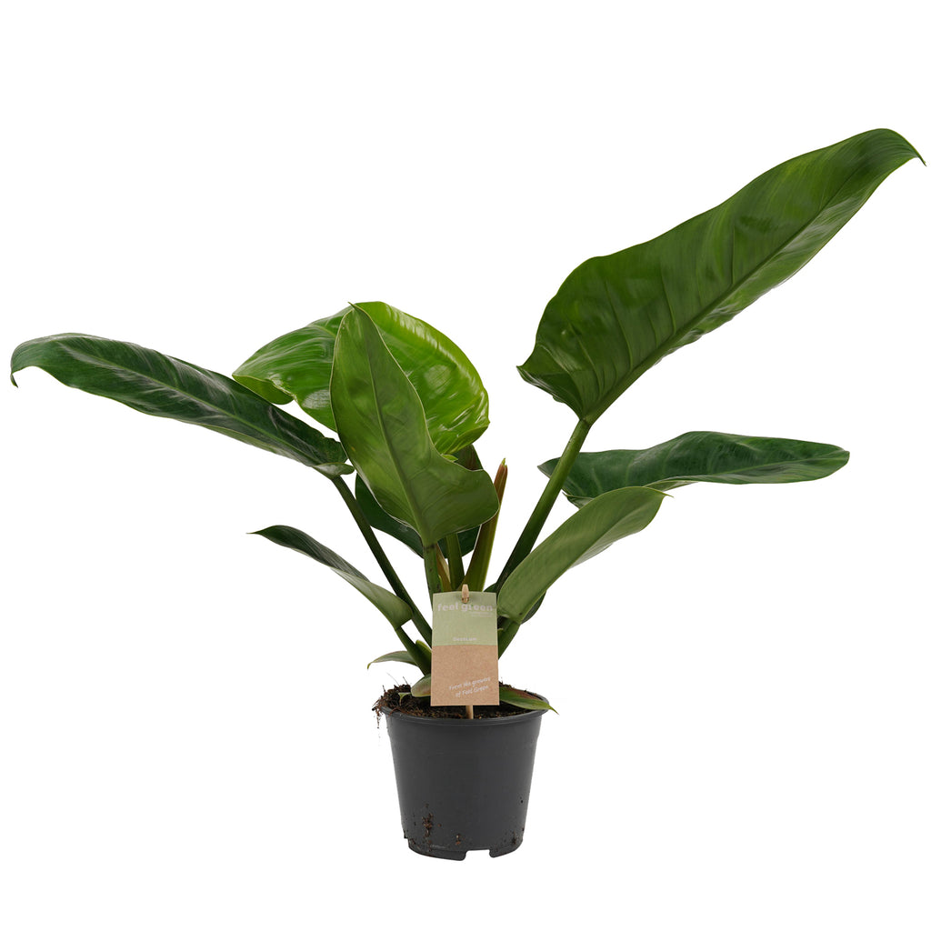 Decorum Philodendron Imperial Green Feel Green_0