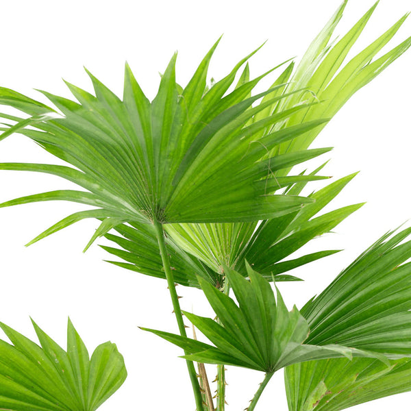 Livistona Rotundifolia 'Footstool Palm'